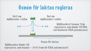 Hur proteinsyntesen regleras [upl. by Edholm723]