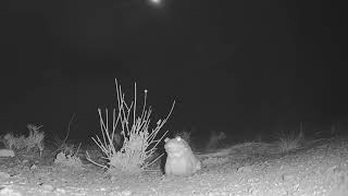 The Ant Nabber is Back Sonoran Desert Toad [upl. by Najib]