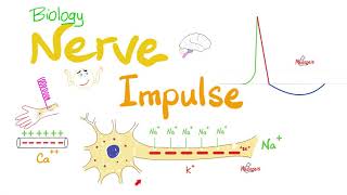 Action Potential  Nerve Impulse Transmission  Neurons  Biology Series [upl. by Lebana751]