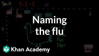 Naming the flu Hsomething Nsomething  Infectious diseases  Health amp Medicine  Khan Academy [upl. by Market844]