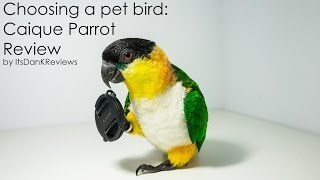 Choosing a Pet Bird  Caique Parrot Review [upl. by Ronald763]