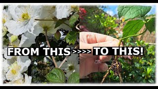 How to take cuttings of Clematis  An Update [upl. by Alyosha]