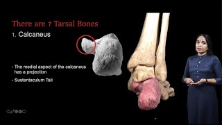 Osteology of articulated foot Tarsal Bones Metatarsals Phalanges [upl. by Eimerej]