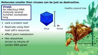 Prions and Viroids [upl. by Peskoff]