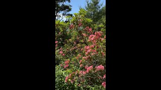 Mt Cubas Mountain Laurel in Bloom [upl. by Nealson]