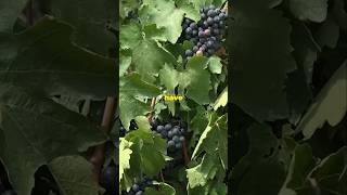 5 Amazing Facts About Grapevines You Didnt Know [upl. by Romanas]