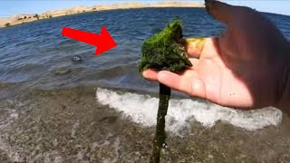 Striper Fishing With Seaweeds On Fire ONeill Forebay🔥🔥🔥 [upl. by Yrrej]