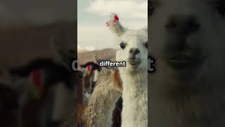 Amazing Alpacas Fun Facts [upl. by Rae]