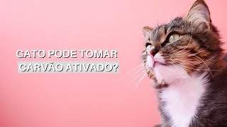 Gatos podem tomar carvão ativado  Gato pode beber carvão ativado [upl. by Hawley]