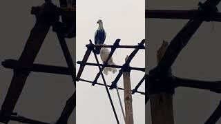 Madrasi high flying kabutar 🕊️ Mr fantail [upl. by Eniamahs]