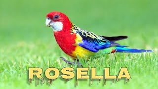 Eastern rosella singing [upl. by Prady]