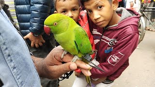 কথা বলে টিয়া দাম কত  বিক্রি দাম জানুন । মিরপুর ১ পাখির হাট  Ringneck Parrot Price In Bangladesh [upl. by Onirefez]