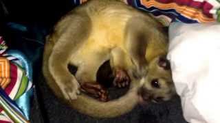 Gypzie the pet kinkajou waking up [upl. by Tirza]