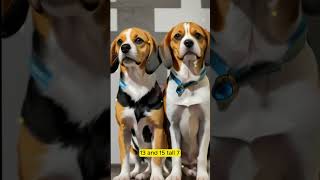 10 Facts about Beagles  Beagle Dogs  PetRevealer [upl. by Marceau327]