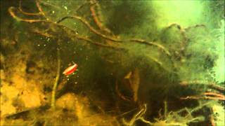 Cardinal Tetras in the Wild [upl. by Joann]