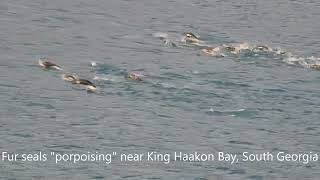 Southern Ocean Wildlife as seen from on board ship [upl. by Kaine707]