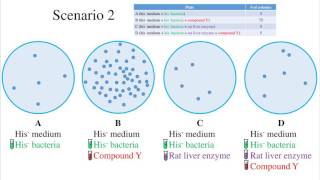 Ames Test for Mutagenicity [upl. by Torry]