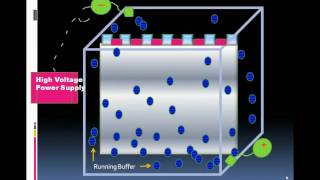 Introduction To Serum Protein Electrophoresiswmv [upl. by Llerreg]