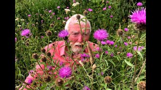 Black or Common Knapweed with John Feehan in August Wildflowers of Offaly series [upl. by Aerdnu]