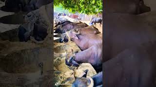 Buffalo Dairy Farm  Yadav Dairy Farm  Aakash Yadav Deyei  Murrah Buffalo New Video 2024 [upl. by Langbehn]