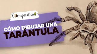 Cómo dibujar una Tarántula 🕸 Paso a Paso dibujo arte tutorial [upl. by Kissee]