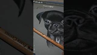 Dog Drawing dibujo art coloredpencil [upl. by Cardon842]