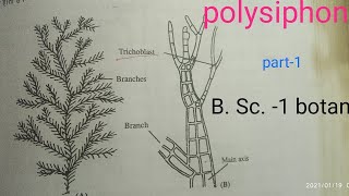 Polysiphonia RHODOPHYCEAE General Characters of thallus cell st [upl. by Fine]