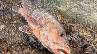 Catching Cubera Snapper From shore [upl. by Colley194]