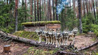 Surviving 48 Hours in a Log Cabin with 9 Wolves on My Trail [upl. by Htes]