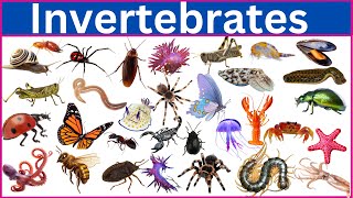 Invertebrates  100 Incredible Invertebrates [upl. by Wiley886]