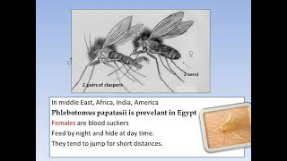 Flies Allied Flies or pseudo mosquito 1ST PART [upl. by Kemppe6]