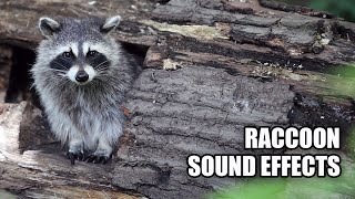 Raccoon Sounds 🦝 Raccoon Sound Effects [upl. by Rrats631]