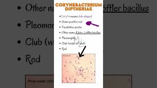 Corynebacterium diphtheria cause Diphtheriamicrobiology bacteriology bacteria infection [upl. by Norel]