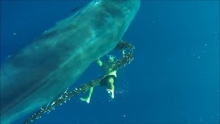 Fearless Free Diver Saves Huge Whale Trapped in Fishing Line [upl. by Akcirderf]