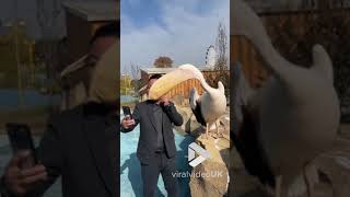 Tourist gets a surprise pelican peck at a zoo  Viral Video UK [upl. by Xel]