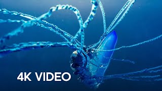 The Deadly Portuguese Man O War  4KUHD  Blue Planet II  BBC Earth [upl. by Ynove735]