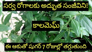 నేల వేము గురించి తెలుసా nela vemu plant uses in telugu కాల మెఘ్  మహా తిక్త ఉపయోగాలు [upl. by Chema]