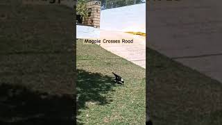 Intelligent Magpie crosses road🌴magpies australianmagpie birds wildlife birdlovers birdslover [upl. by Brodie]