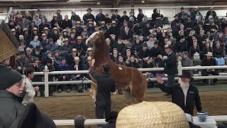 Belgian filly sells for 45000 at Gordyville 2024 [upl. by Noiraa628]