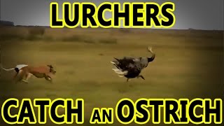 Lurchers Catch an Ostrich  Working Lurchers [upl. by Oloapnaig]