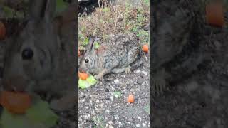 Fluffy Cottontails on a Windy Day [upl. by Darnoc33]