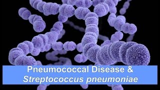 Pneumococcal Disease amp Streptococcus pneumoniae [upl. by Hedges]