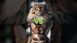 Whos WINNER Mainecoon vs other cat breeds catfight vs animalbattle persian [upl. by Downey]