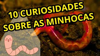 10 Curiosidades Incríveis Sobre as Minhocas [upl. by Aelber12]