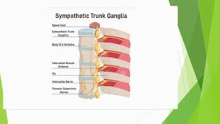 intercostal nerves thoracic wall [upl. by Okier]