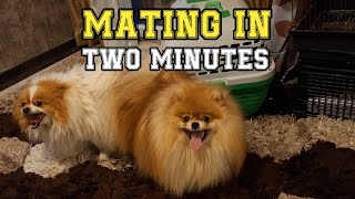 POMERANIAN BOY MATING WITH HIS GIRLFRIEND  Mr Popo VS Mrs Dudley [upl. by Neukam354]