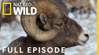 Mountain Lion vs Bighorn Full Episode  America the Wild [upl. by Htebzile869]