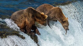 Amazing Facts About Bears You Didnt Know Bears Wildlife Animals Nature ApexPredators Docu [upl. by Manolo]