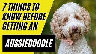 Aussiedoodle  7 Things to know BEFORE getting an Aussiedoodle [upl. by Qahsi]