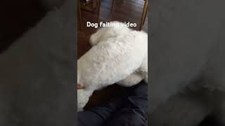 dodgy fight viral video cute dogshorts doglover dog [upl. by Chessa157]